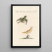 Ornithologia methodice digesta Pl313 - Saverio Manetti — oprawiony obraz na ścianie