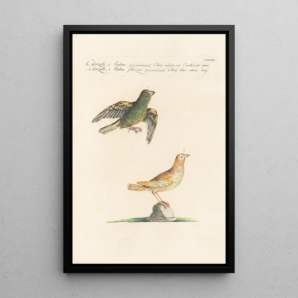 Ornithologia methodice digesta Pl313 - Saverio Manetti — oprawiony obraz na ścianie