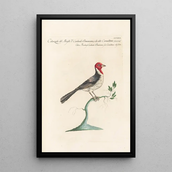 Ornithologia methodice digesta Pl314 - Saverio Manetti — oprawiony obraz na ścianie