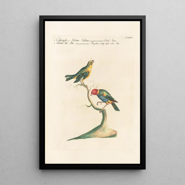 Ornithologia methodice digesta Pl315 - Saverio Manetti — oprawiony obraz na ścianie