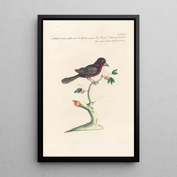 Ornithologia methodice digesta Pl316 - Saverio Manetti — oprawiony obraz na ścianie
