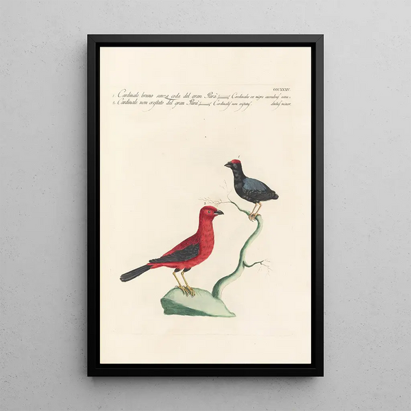 Ornithologia methodice digesta Pl317 - Saverio Manetti — oprawiony obraz na ścianie
