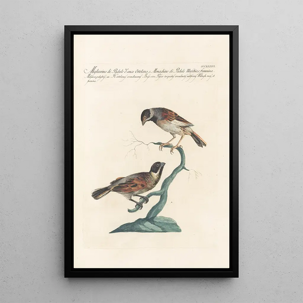 Ornithologia methodice digesta Pl318 - Saverio Manetti — oprawiony obraz na ścianie