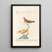 Ornithologia methodice digesta Pl319 - Saverio Manetti — oprawiony obraz na ścianie