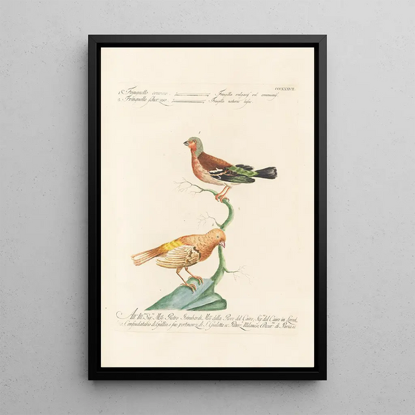 Ornithologia methodice digesta Pl319 - Saverio Manetti — oprawiony obraz na ścianie