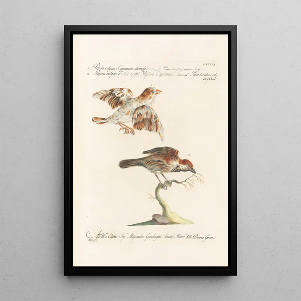 Ornithologia methodice digesta Pl322 - Saverio Manetti — oprawiony obraz na ścianie