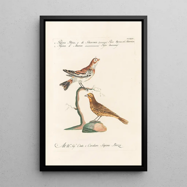 Ornithologia methodice digesta Pl324 - Saverio Manetti — oprawiony obraz na ścianie
