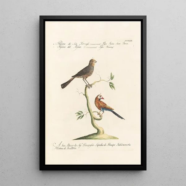 Ornithologia methodice digesta Pl325 - Saverio Manetti — oprawiony obraz na ścianie