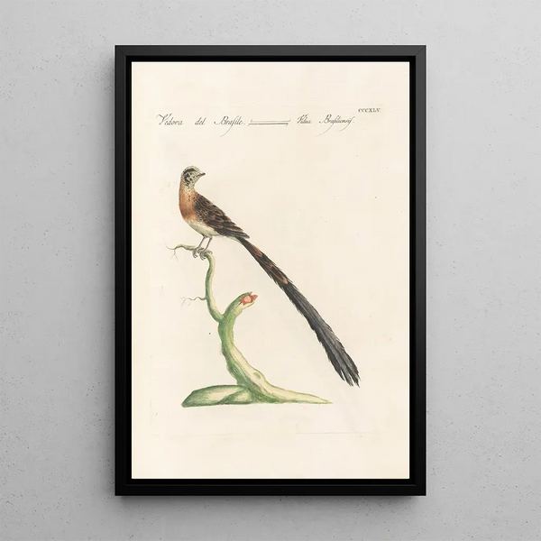Ornithologia methodice digesta Pl327 - Saverio Manetti — oprawiony obraz na ścianie
