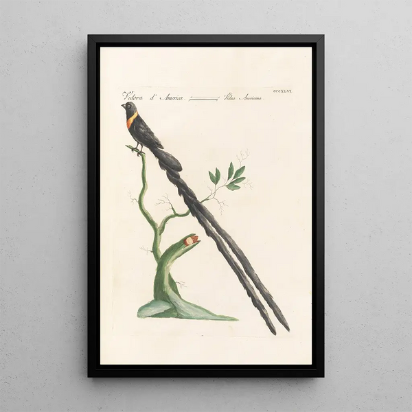 Ornithologia methodice digesta Pl328 - Saverio Manetti — oprawiony obraz na ścianie