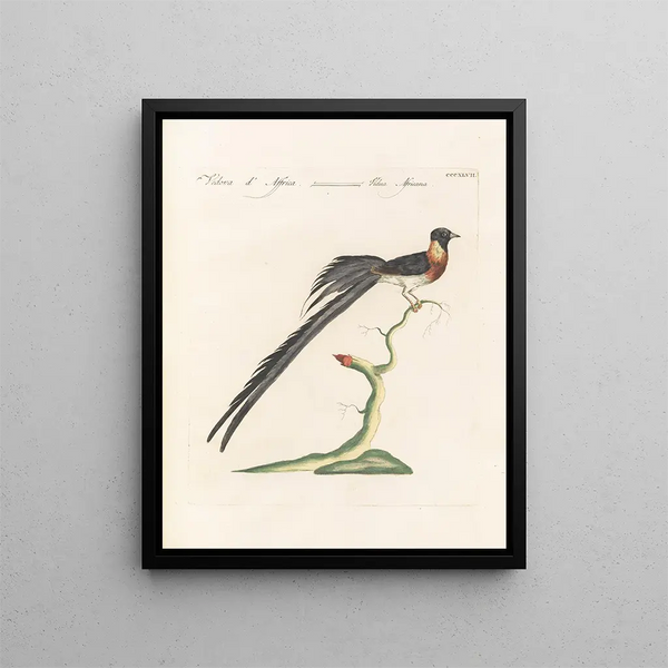 Ornithologie méthodiquement digérée Pl329 - Saverio Manetti — oprawiony obraz na ścianie