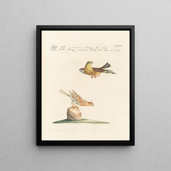 Ornithologie méthodiquement digérée Pl330 - Saverio Manetti — oprawiony obraz na ścianie