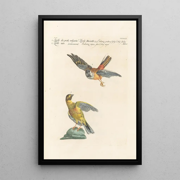 Ornithologia methodice digesta Pl331 - Saverio Manetti — oprawiony obraz na ścianie