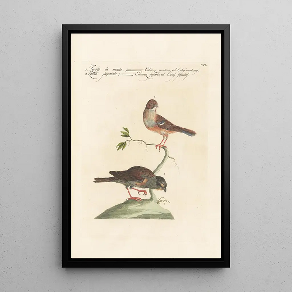 Ornithologia methodice digesta Pl332 - Saverio Manetti — oprawiony obraz na ścianie