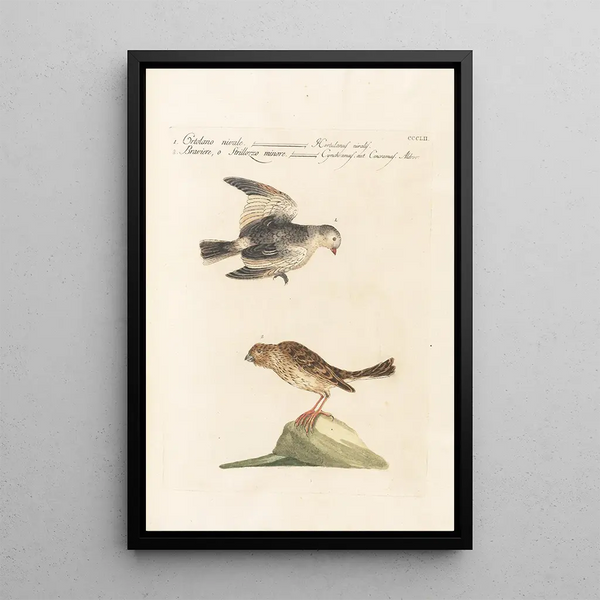 Ornithologia methodice digesta Pl334 - Saverio Manetti — oprawiony obraz na ścianie