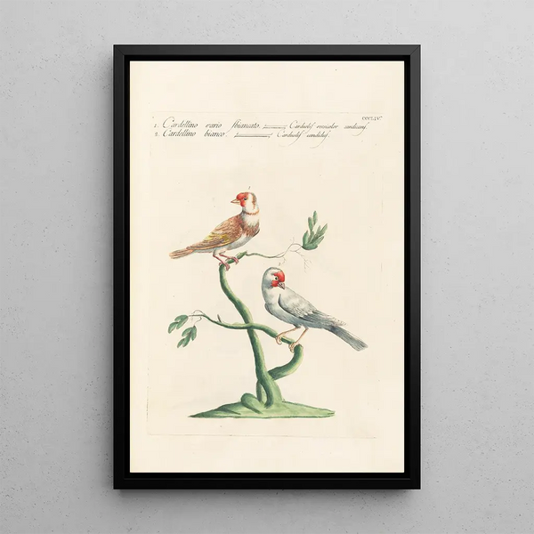 Ornithologia methodice digesta Pl336 - Saverio Manetti — oprawiony obraz na ścianie