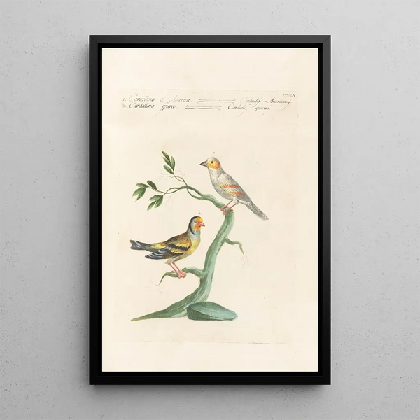 Ornithologia methodice digesta Pl337 - Saverio Manetti — oprawiony obraz na ścianie
