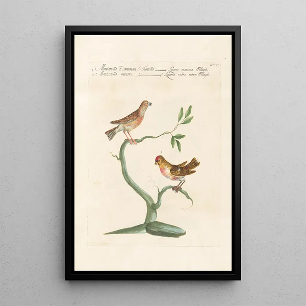 Ornithologia methodice digesta Pl338 - Saverio Manetti — oprawiony obraz na ścianie