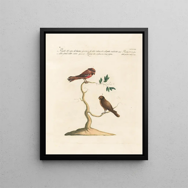 Ornithologie méthodiquement digérée Pl340 - Saverio Manetti — oprawiony obraz na ścianie