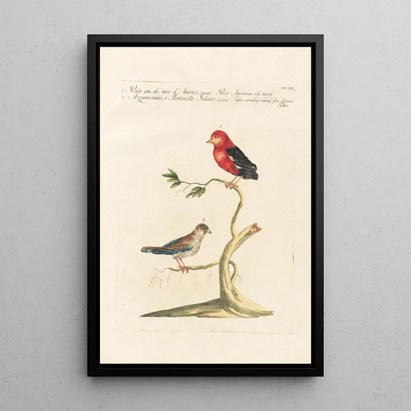 Ornithologia methodice digesta Pl342 - Saverio Manetti — oprawiony obraz na ścianie