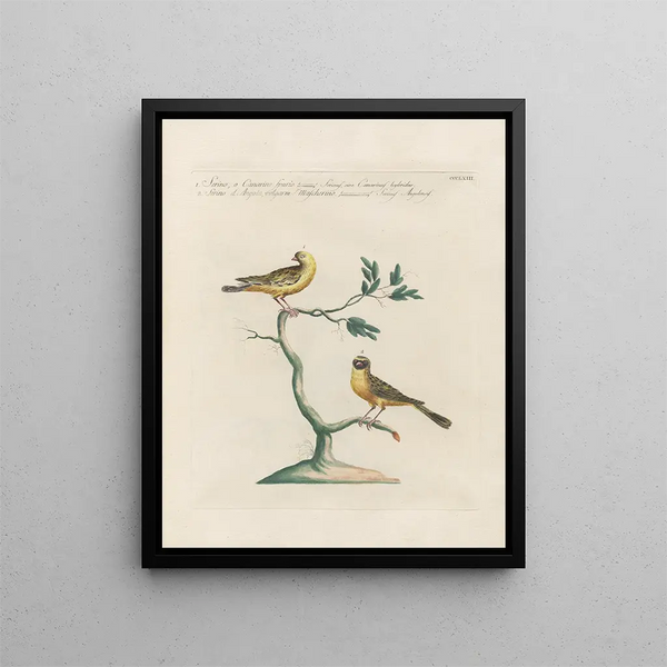 Ornithologie méthodiquement digérée Pl345 - Saverio Manetti — oprawiony obraz na ścianie