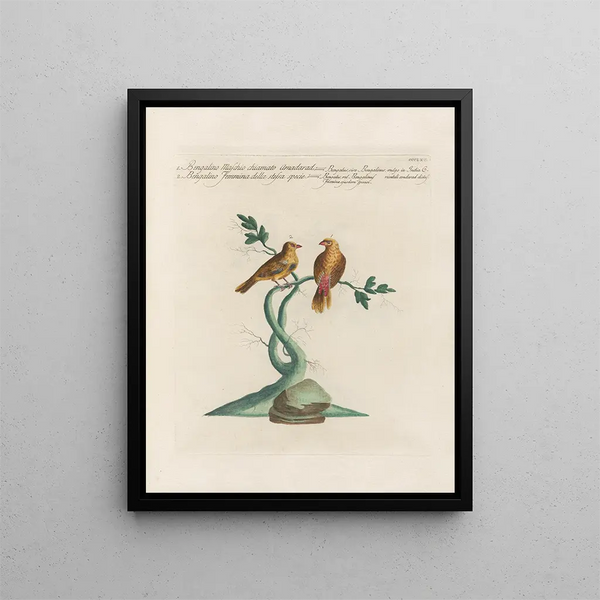 L'ornithologie méthodiquement digérée Pl347 - Saverio Manetti — oprawiony obraz na ścianie