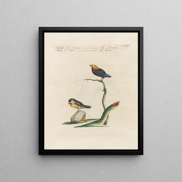 L'ornithologie méthodiquement digérée Pl351 - Saverio Manetti — oprawiony obraz na ścianie