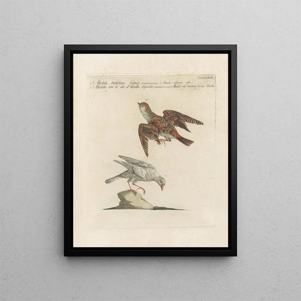 Ornithologie méthodiquement digérée Pl355 - Saverio Manetti — oprawiony obraz na ścianie