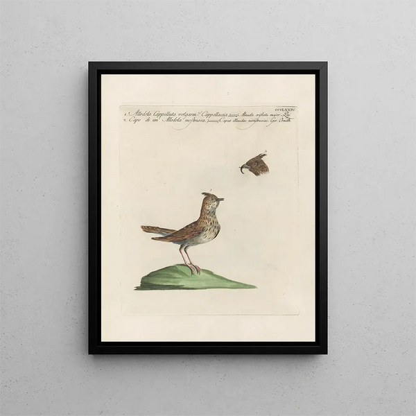 L'ornithologie méthodiquement digérée Pl356 - Saverio Manetti — oprawiony obraz na ścianie