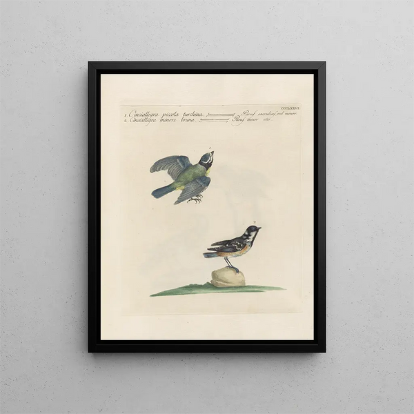 Ornithologie méthodiquement digérée Pl358 - Saverio Manetti — oprawiony obraz na ścianie