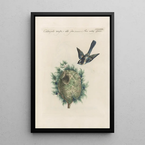 Ornithologia methodice digesta Pl361 - Saverio Manetti — oprawiony obraz na ścianie