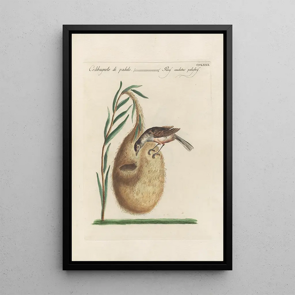 Ornithologia methodice digesta Pl362 - Saverio Manetti — oprawiony obraz na ścianie