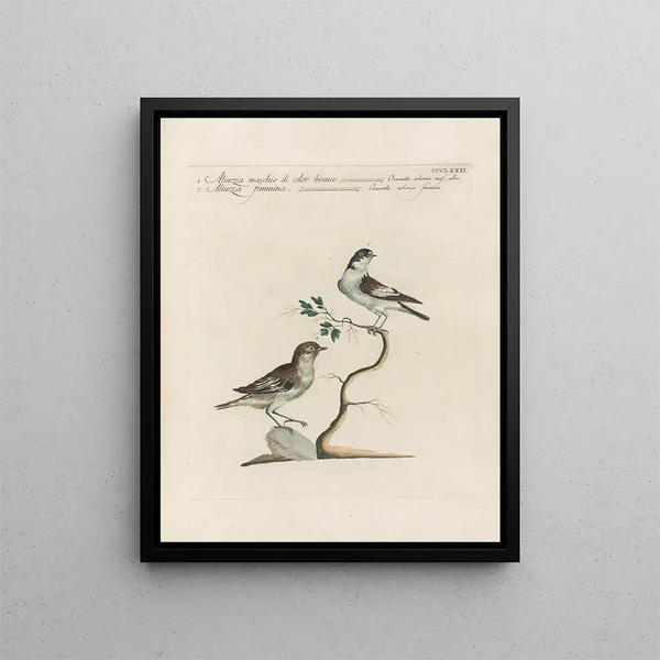 L'ornithologie méthodiquement digérée Pl363 - Saverio Manetti — oprawiony obraz na ścianie