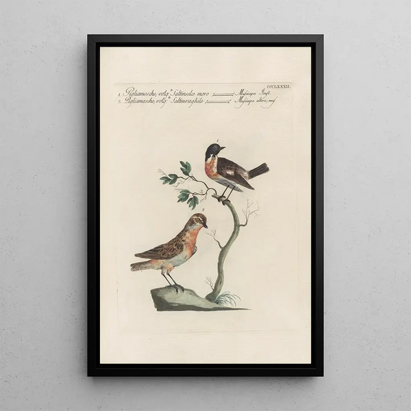 Ornithologia methodice digesta Pl364 - Saverio Manetti — oprawiony obraz na ścianie