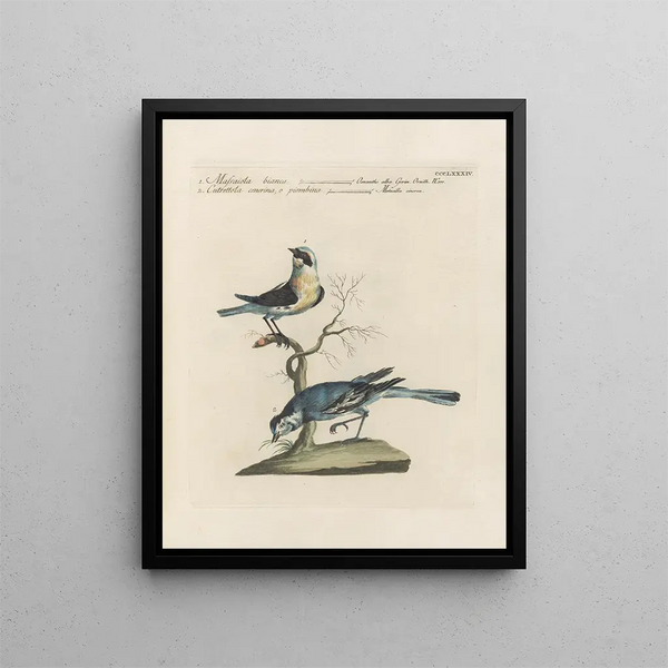 L'ornithologie méthodiquement digérée Pl366 - Saverio Manetti — oprawiony obraz na ścianie