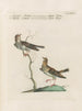 Ornithologie méthodiquement digérée Pl369 - Saverio Manetti — widok dzieła