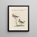 Ornithologie méthodiquement digérée Pl369 - Saverio Manetti — oprawiony obraz na ścianie