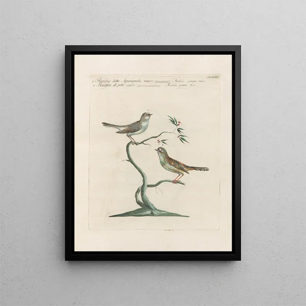 Ornithologie méthodiquement digérée Pl375 - Saverio Manetti — oprawiony obraz na ścianie