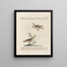 L'ornithologie a méthodiquement digéré Pl377 - Saverio Manetti — oprawiony obraz na ścianie