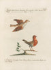 Ornithologie méthodiquement digérée Pl378 - Saverio Manetti — widok dzieła