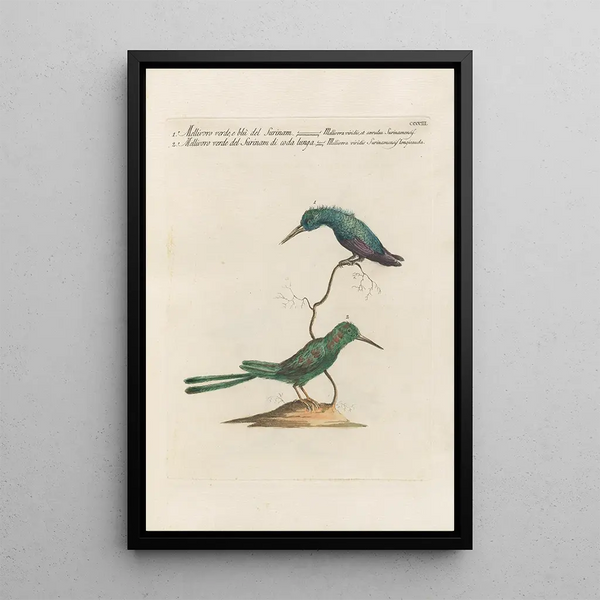 Ornithologia methodice digesta Pl385 - Saverio Manetti — oprawiony obraz na ścianie