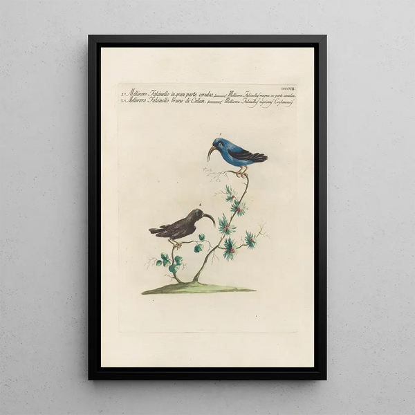 Ornithologia methodice digesta Pl389 - Saverio Manetti — oprawiony obraz na ścianie