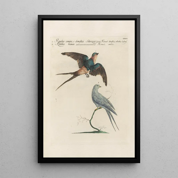 Ornithologia methodice digesta Pl392 - Saverio Manetti — oprawiony obraz na ścianie