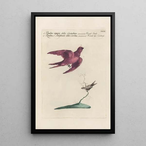 Ornithologia methodice digesta Pl393 - Saverio Manetti — oprawiony obraz na ścianie