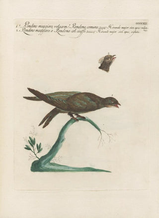 Saverio Manetti - Ornithologia methodice digesta Pl394.webp