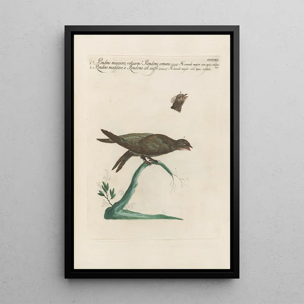 Ornithologia methodice digesta Pl394 - Saverio Manetti — oprawiony obraz na ścianie