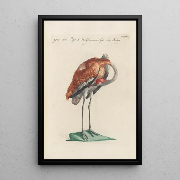 Ornithologia methodice digesta Pl398 - Saverio Manetti — oprawiony obraz na ścianie