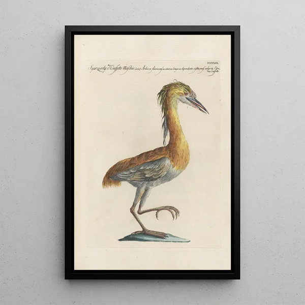 Ornithologia methodice digesta Pl401 - Saverio Manetti — oprawiony obraz na ścianie