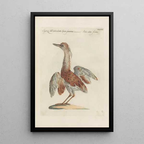 Ornithologia methodice digesta Pl402 - Saverio Manetti — oprawiony obraz na ścianie