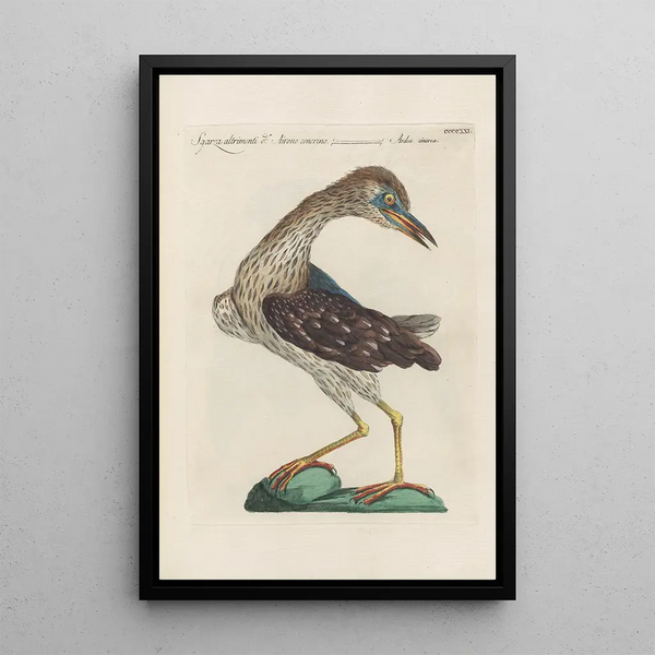 Ornithologia methodice digesta Pl403 - Saverio Manetti — oprawiony obraz na ścianie